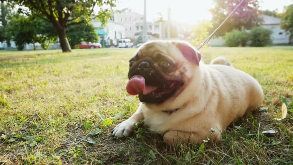 Cute Young Pug Dog Lies on the Grass in the City Park at the Evening Sunset