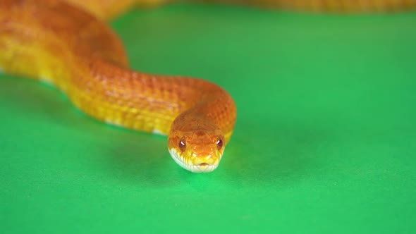 Tiger Python Molurus Bivittatus Morph Albine Burmese on a Green Background Screen