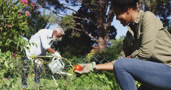 African american couple gardening watering plants and picking tomatoes