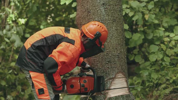 Woman Logger in the Forest Young Specialist Female in Protective Gear Cuts a Tree with a Chainsaw