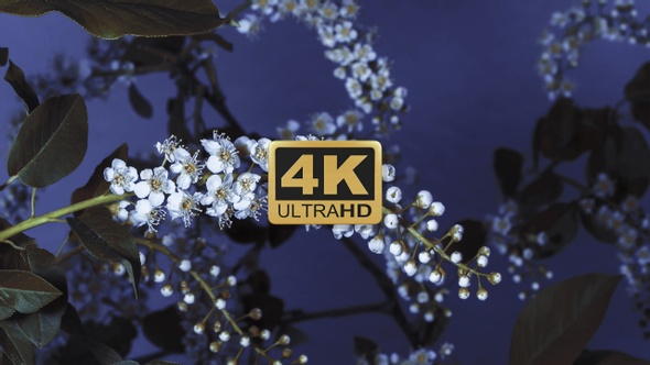 Blooming White Flowers Time Lapse 4 K