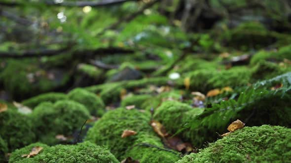 Details of trees in a green forest.