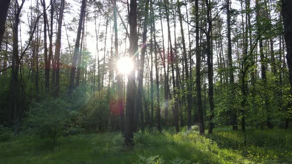 Summer Forest with Pine Trees Slow Motion