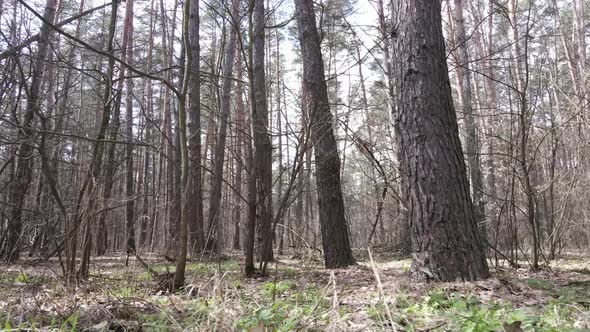 Trees in a Pine Forest During the Day Aerial View