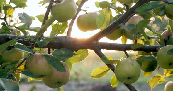 Apples Hanging on the Tree Branches in the Sunlight. Good Harvest in the Garden