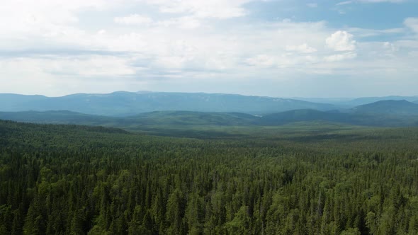 View from a height of beautiful coniferous trees among the mountains