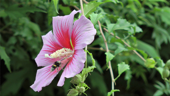 Bee Collecting Nectar on a Flower in the Spring