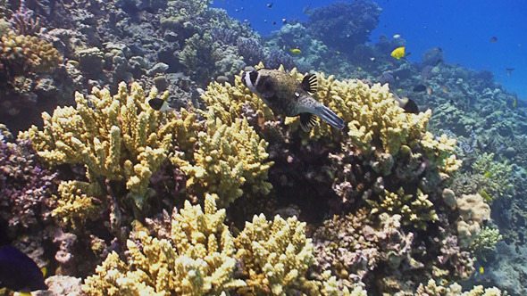 Colorful Fish on Coral Reef, Red sea