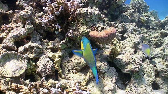 Colorful Fish on Coral Reef, Red Sea 3