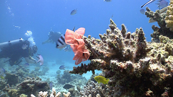 Colorful Fish on Coral Reef, Red Sea 6