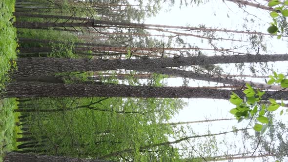 Vertical Video of a Beautiful Green Pine Forest on a Summer Day Slow Motion