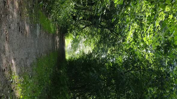 Vertical Video of a Forest with Trees