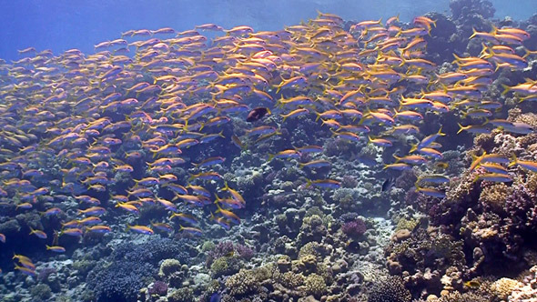 Shoal of Yellow Fish on Coral Reef, Red sea