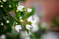 Blooming tree branch with white flowers - PhotoDune Item for Sale