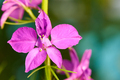 Blooming purple flower - PhotoDune Item for Sale