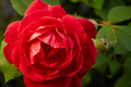 Red rose in the garden - PhotoDune Item for Sale