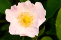 Baby pink flower - PhotoDune Item for Sale