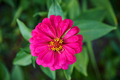 Pink flower with green leaves - PhotoDune Item for Sale