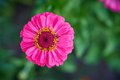 Bright pink flower - PhotoDune Item for Sale