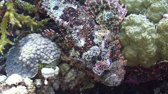 Stonefish on Vibrant Coral Reef, Red sea