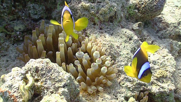 Clown Anemonefish on Coral Reef, Red Sea