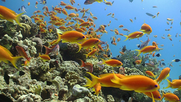 Colorful Fish on Vibrant Coral Reef, Red Sea 8