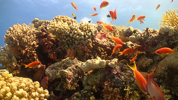 Colorful Fish on Vibrant Coral Reef, Red Sea 9