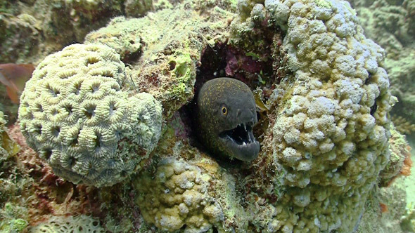 Murena on Coral Reef, Red Sea