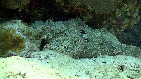 Stonefish on Coral Reef, Red Sea