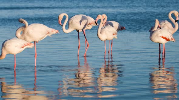 flamingo bird nature wilflife reserve carmargue lagoon