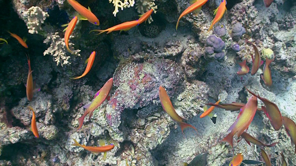 Stonefish on Coral Reef, Red Sea 2