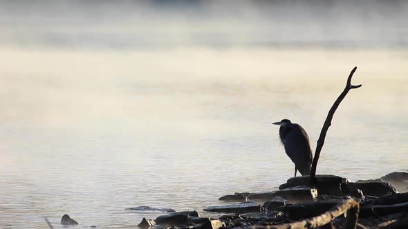 Great Blue Heron in the Morning Mist (Far)