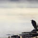 Great Blue Heron in the Morning Mist (Far) - VideoHive Item for Sale