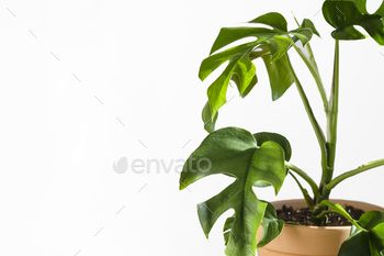 粘土のテラコッタ植木鉢のモンステラまたはフィロデンドロンミニマは、白い背景の上に立っています。 / Photodune, Misc