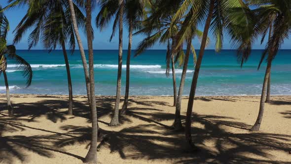 Wild Caribbean Shore with Coconut Palm Trees and Turquoise Sea