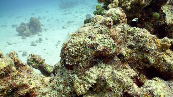 Stonefish on Coral Reef Red Sea