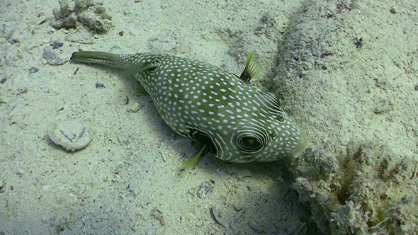 Colorful Fish on Coral Reef, Red sea