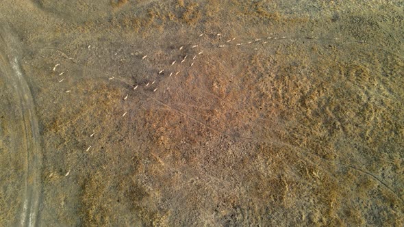 Wild Saiga Antelope Running. Herd of Antelope Running on Steppes To River.  Hdr Slow Motion