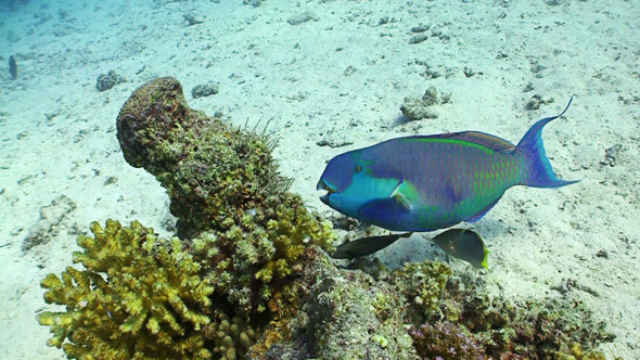 Colorful Fish on Coral Reef Red Sea