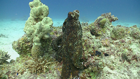 Octopus on Coral Reef Red Sea