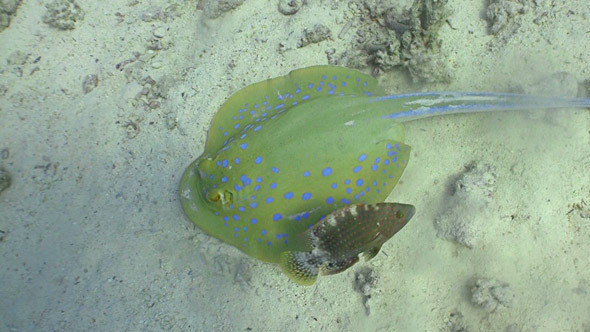 Blue Spotted Stingray Swims On The Coral Reef, Red