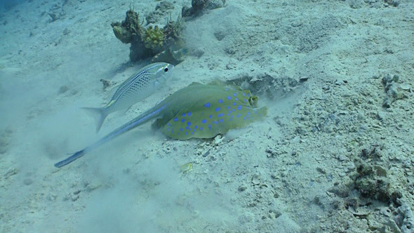 Blue Spotted Stingray Swims On The Coral Reef, Red 3
