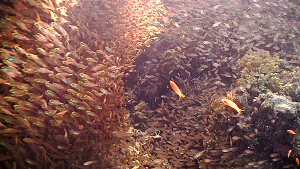 Shoal Of Yellow Fish On Coral Reef, Red Sea