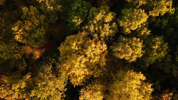 Aerial View Of Oak Forest