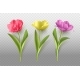 Spring Tulip Flower - GraphicRiver Item for Sale