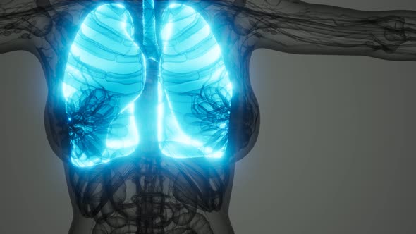 Human Lungs Radiology Exam alt