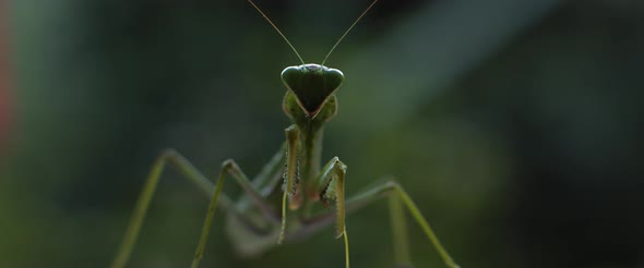 Close up Of the Praying Mantis Under the Rain on A Green Forest Background