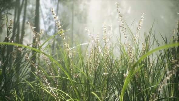 Grass Flower Field with Soft Sunlight for Background. alt
