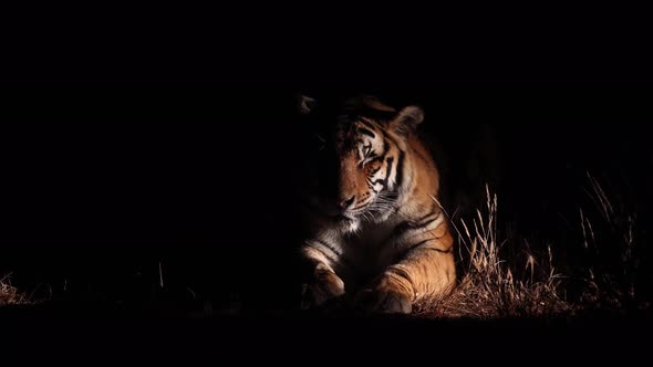 Dramatic medium close Bengal Tiger at night, lit from side by torch