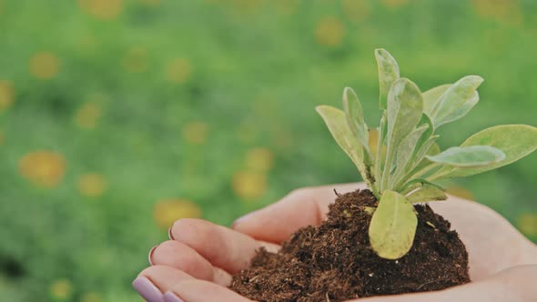 Macro of Handful with Seedling